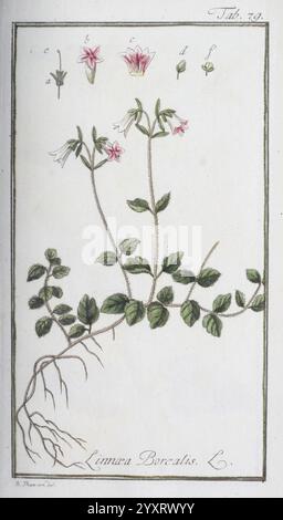 Icones plantarum medicinalium, Nürnberg, auf Kosten der Raspischen Buchhandlung, 1779-1790, Botanik, Medizin, Bildwerke. die Abbildung zeigt die botanische Darstellung von Linnea Borealis, allgemein bekannt als Zwillingsblume. Oben zeigen die beschrifteten Skizzen verschiedene Phasen der Blüte und heben sowohl die Blüte als auch die Knospen hervor. Unten ist die Hauptpflanze mit ihren schlanken Stielen und zarten, kleinen rosa Blüten dargestellt, die sich entlang der Äste ansammeln. Die Blätter sind mit komplizierten Details versehen, die Stipeln und gezackten Kanten sind deutlich sichtbar, was ein Gefühl der Pflanze vermittelt Stockfoto