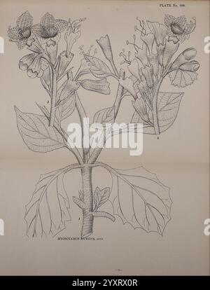 Indische Heilpflanzen, Bahadurganj, Indien, Sudhindra Nath Basu, Büro Pâninî, 1918, Botanik, Botanik, Indien, Pflanzen, Stiele, Blätter, Blumen, Eine botanische Illustration, die die Hyoscyamus niger Pflanze darstellt, die allgemein als henbane bekannt ist. Das Kunstwerk zeigt detaillierte Darstellungen der charakteristischen grünen Blätter und komplizierten Blüten der Pflanze, die die einzigartige Struktur der Blütenblätter und die Anordnung der Blätter entlang des Stängels zeigen. Nummern geben bestimmte Teile der Anlage an, möglicherweise für verschiedene Stufen oder Merkmale zur Identifizierung. Die Abbildung zeigt sowohl die Schönheit als auch die Co Stockfoto