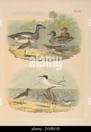 The Birds of North America, New York, 1903, Birds, North America, Bildwerke, Mareca americana, American Wigeon, Spatula discors, Blue-Wing Teal, Gallinago Delikatata, Wilson's Snipe, Parkesia motacilla, Louisiana Waterthrush, Parkesia noveboracensis, nördliche Wasserdrossel, Sterna dougallii, Rosenseetern, Calidris subruficollis, Buff-Breasted Sandpiper, Calidris minutilla, Least Sandpiper, Arenaria melanocephala, Black Turnstone, die Illustration zeigt eine Vielzahl von Wasservögeln und Ufervögeln in einer natürlichen Umgebung. Im oberen Teil befinden sich mehrere Enten, darunter eine auffällig farbige Ma Stockfoto