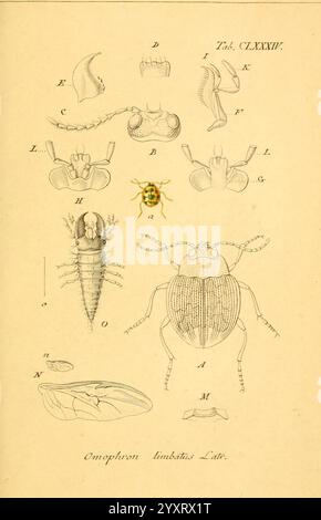 Deutschlands Insecten Nürnberg, Gedruckt auf Kosten des Verfassers, 1805-1857. Käfer, Deutschland, Pictorial Works, Omophron limbatus, diese Illustration zeigt eine detaillierte wissenschaftliche Darstellung verschiedener anatomischer Teile der Insektenart Omphisa limbalis. Es enthält beschriftete Diagramme, die verschiedene Ansichten und Abschnitte wie Kopf, Thorax und Bauch zeigen, sowie verschiedene Merkmale wie Antennen und Beine. Jeder Teil ist sorgfältig umrissen, was einen Einblick in die Morphologie und Klassifizierung der Arten gibt. Die zentrale Abbildung hebt die Gesamtstruktur hervor, während Surro Stockfoto