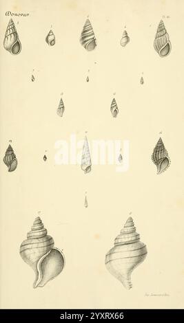 Bibliothèque conchyliologique, Paris, A. Franck, 1845-1846, Muscheln, Mollusks, die Illustration zeigt eine Reihe von detailreich dargestellten Darstellungen verschiedener Muscheln, die ihre einzigartigen Formen und Texturen zeigen. Jede Schale ist zur Identifizierung nummeriert, wobei auffällige Merkmale wie Spiralen, Grate und Öffnungen sorgfältig dargestellt sind. Das Arrangement unterstreicht die Vielfalt der Formen innerhalb dieser Meeresmuscheln und unterstreicht die Schönheit ihrer natürlichen Gestaltung. Die Bilder laden die Zuschauer ein, die Komplexität und Kunstfertigkeit der Muschelwelt zu schätzen, und dienen als Studie zu b Stockfoto