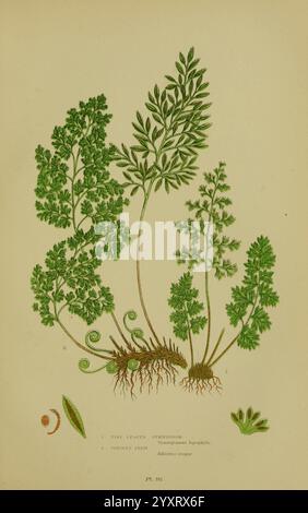 Die, blühend, Pflanzen, Gräser, Seggen, Farns, of, Großbritannien, London, F. Warne, 1905, Floras, Großbritannien, Pflanzen, St. Patrick's Day, Anne Pratt, Frauen in der Wissenschaft, Eine detaillierte botanische Illustration, die verschiedene Farne und ihre Besonderheiten zeigt. Die Komposition besteht aus mehreren Fronden mit komplizierten Blattmustern und Spiralen, die die natürliche Eleganz der Pflanzen betonen. Die Wurzeln und die Basis sind sichtbar und betonen ihre Verbindung zum Boden, während die verschiedenen Grüntöne die unterschiedlichen Texturen und Formen des Laubs veranschaulichen. Begleitend zur Abbildung Stockfoto