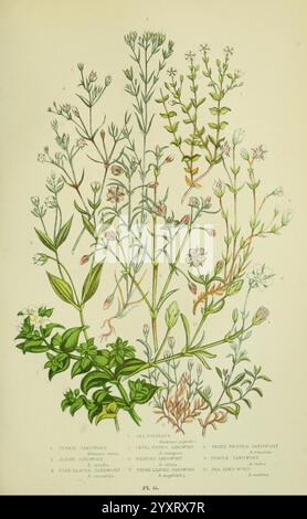 Die, blühend, Pflanzen, Gräser, Seggen, Farns, of, Großbritannien, London, F. Warne, 1905, Floras, Großbritannien, Pflanzen, Anne Pratt, Frauen in der Wissenschaft, Eine detaillierte botanische Illustration, die verschiedene Pflanzenarten zeigt, jede sorgfältig zur Identifizierung gekennzeichnet. Die Komposition umfasst mehrere schlanke Stiele, die mit zarten Blüten und Blättern verziert sind, was die Vielfalt in Form und Struktur unterstreicht. Zu den bemerkenswerten Merkmalen gehören unterschiedliche Formen der Blätter, Blumenarrangements und Größen. Jede Pflanze ist nummeriert und identifiziert, was zu einer pädagogischen Darstellung des botanischen Lebens beiträgt. Das illustr Stockfoto