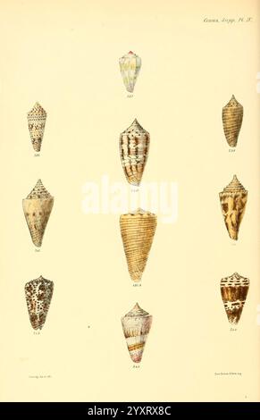 Conchologia iconica oder Illustrationen der Muscheln von Molluscous-Tieren. v.1 London, Reeve, Brothers, 1843-1878. Mollusks, Pictorial Works, Muscheln, Eine Sammlung verschiedener Arten von Muscheln, die jeweils einzigartige Muster und Formen zeigen. Die Schalen sind in einem systematischen Layout angeordnet und zeigen eine Reihe von Formen von langen und konischen bis hin zu abgerundeten Formen. Jede Schale ist nummeriert, was einen Verweis auf ihre spezifischen Klassifizierungen enthält. Die komplizierten Texturen und Details der Muscheln unterstreichen die Vielfalt der Meereslebewesen und veranschaulichen sowohl die natürliche Schönheit als auch die wissenschaftliche Bedeutung Stockfoto