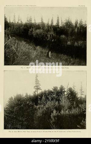 Die Holzkiefer im Süden der Vereinigten Staaten, Washington, Govt. Drucken, 1896. Pinus, Southern States, Wood, die Szene auf der Spitze zeigt eine Landschaft mit weißen Kiefern, durchsetzt mit verschiedenen Hartholzarten, die die vielfältige Waldzusammensetzung im Zentrum von New York hervorheben. Das Gebiet scheint einer sorgfältigen Bewirtschaftung unterzogen worden zu sein, was durch das dünne Unterholz und die offenen Flächen zwischen den Bäumen deutlich wird. Stockfoto