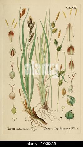 Supplemente zu Schkuhr's Riedgräsern (Carices), Leipzig, E. Fleischer, 1840-50. Carex, Cyperaceae, diese botanische Illustration zeigt zwei Arten der Gattung Carex, insbesondere Carex antuensis und Carex lepidocarpa. Hervorzuheben sind ihre charakteristischen, langgestreckten Blätter mit detaillierten Darstellungen ihrer Blütenstände in verschiedenen Wachstumsstadien. Die Wurzeln und Samenstrukturen werden ebenfalls veranschaulicht, wobei die morphologischen Merkmale hervorgehoben werden. Die beschrifteten Teile bieten eine visuelle Anleitung zum Verständnis der unterschiedlichen Merkmale jeder Spezies und sind somit eine nützliche Referenz für die Botanik Stockfoto