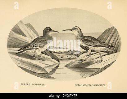 Gefiedert, Wild, of, Northeast, New York, T. Y, Crowell, &, Co, 1907, Calidris, Alpina, Dunlin, Calidris, Maritima, Purple, Sandpiper, Game und Game, Vögel, die Illustration zeigt zwei verschiedene Vogelarten, die vor einer Küste positioniert sind. Auf der linken Seite befindet sich der Purple Sandpiper, der sich durch sein gesprenktes Gefieder und seinen kräftigen Körper auszeichnet und auf einer felsigen Oberfläche steht. Sein Profil zeigt einen leicht gekrümmten Schnabel und scharfe Augen, die auf seine Wachheit hinweisen. Auf der rechten Seite befindet sich der Sandpiper mit rotem Rücken, der sich durch seinen auffälligen rotbraunen Rücken und die aufgeblasene Brust auszeichnet. Dieser Vogel steht dem Betrachter gegenüber, s Stockfoto
