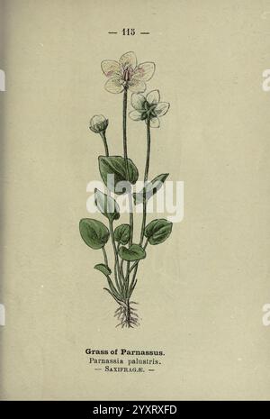 Wayside and Forest blüten, London, F. Warne, 1895, Großbritannien, Wildblumen, Identifizierung, Botanik, Parnassia palustris, Eine botanische Illustration mit dem Gras des Parnassos (Parnassia palustris). Diese zarte Pflanze ist mit schlanken, aufrechten Stängeln dargestellt, die kleine weiße Blüten tragen und mit blassvioletten Markierungen akzentuiert sind. Die Blätter sind breit, elliptisch und am Fuß der Pflanze angeordnet und zeigen ihr üppiges Grün. Unterhalb der Abbildung ist die wissenschaftliche Klassifizierung angegeben, die ihre Familie, Saxifrageae, hervorhebt und dem Kunstwerk einen lehrreichen Touch verleiht. Stockfoto