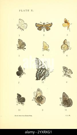 A Manual of North American Butterflies, Boston, de Wolfe, Fiske & Co, 1891, Schmetterlinge, Nordamerika, dieses Kunstwerk zeigt eine Sammlung nordamerikanischer Schmetterlinge, die elegant im Rasterformat dargestellt werden. Jeder Schmetterling ist nummeriert und aufwändig illustriert und zeigt seine einzigartigen Formen und Muster. Die Vielfalt der Farben und Designs unterstreicht die Schönheit dieser Insekten, wobei einige zart und lebhaft wirken, während andere subtile Erdtöne aufweisen. Der Titel „Nordamerikanische Schmetterlinge“ ist am unteren Rand deutlich hervorgehoben, was den geografischen Schwerpunkt dieser Studie angibt. Das ist ich Stockfoto