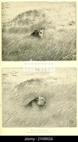 Afrikanische Wildwege London John Murray 1910 Africa East Beschreibung und Reise Jagd Uganda Panther Leo Lion, Eine verwundete Löwin wird in einem Moment der Stille inmitten von hohem Gras gefangen gehalten, ihr Blick intensiv und konzentriert, was auf Bereitschaft zur Verteidigung hindeutet. Oben zeigt eine andere Ansicht dieselbe Löwin, die teilweise im Unterholz verborgen ist, was die Spannung zwischen ihrer Verletzlichkeit und ihrer inhärenten Stärke unterstreicht. Die Szene vermittelt kraftvoll die Dualität des Überlebens in der Wildnis, wo Schönheit und Gefahr nebeneinander existieren. Stockfoto