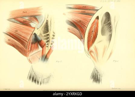 Proceedings of the Zoological Society of London, London, Academic Press, Zoologie, Zeitschriften, Zoology, Birds, Bird Anatomy, eine Illustration, die die komplizierten Details der menschlichen Anatomie zeigt, wobei der Schwerpunkt auf die muskuläre Struktur des Oberkörpers gelegt wird. Das Bild zeigt die Wechselbeziehungen zwischen verschiedenen Muskelgruppen und betont die Muskulatur pectoris, deltoideus und latissimus dorsi. Beschriftungen weisen auf bestimmte Muskeln hin und verbessern so den pädagogischen Aspekt des visuellen. Das Rendering hebt die Überlagerung der Muskeln hervor und zeigt ihre Herkunft, ihre Einsätze und das Gesamtdesign, was dazu beiträgt Stockfoto