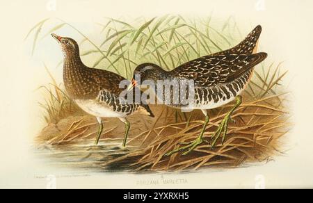 Indische, Sporting, Birds, London, Francis, Edwards, 1915, Vögel, Wild und Game, Birds, India, diese Illustration zeigt zwei Sumpfvögel, die ihr kompliziertes Gefieder und ihre unverwechselbaren Merkmale zeigen. Der obere Vogel mit seinem auffälligen gefleckten Muster und seiner langen Form ist anmutig angesiedelt, während der untere Vogel, der durch eine hellere, dezentere Färbung gekennzeichnet ist, auf der Suche zu sein scheint. Der Hintergrund zeigt üppige Sumpfvegetation, die den natürlichen Lebensraum der Vögel unterstreicht. Ihre schlanken Beine und Schnäbel sind für das Leben zwischen Schilf und Wasser angepasst und spiegeln ihre ökologische Nische wider. Der Detai Stockfoto