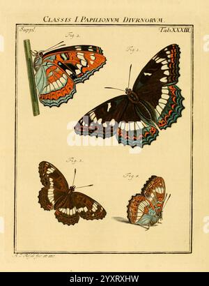 De natuurlyke historie der Insekten, Te Haarlem, von C. H. Bohn en H. de Wit, boekverkoopers [1764-68]. Insekten, Arthropoden, Woods Hole, Arthropoden, Eine Sammlung von Illustrationen, die verschiedene Arten von Schmetterlingen zeigen, die ihre komplizierten Muster und leuchtenden Farben zeigen. Die Komposition besteht aus vier verschiedenen Figuren, die mit ihren jeweiligen Nummern beschriftet sind. Die Designs heben die verschiedenen Flügelformen und -Markierungen hervor und betonen Merkmale wie verzierte Ränder, einzigartige Farbkombinationen und detaillierte Texturen. Das Gesamtkonzept legt nahe, dass der Schwerpunkt auf der Klassifizierung und Untersuchung von Lepidopt liegt Stockfoto