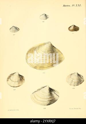 Conchologia Iconica, oder Illustrationen der Muscheln von Weichtieren London, Reeve, Brothers, 1843-1878. Weichtiere, Bildwerke, Muscheln, diese Illustration zeigt eine Vielzahl von detailreich detaillierten Muscheln, die speziell verschiedene Arten von Muscheln hervorheben. Jede Schale wird mit Sorgfalt auf Form, Textur und Bemaßung dargestellt und zeigt ihre charakteristischen Grate und Kurven. Die nummerierten Etiketten geben spezifische Sorten an, was ein Klassifizierungssystem für wissenschaftliche Studien vorschlägt. Das elegante Layout unterstreicht die natürliche Schönheit dieser Meereslebewesen mit jedem Schalenelement Stockfoto