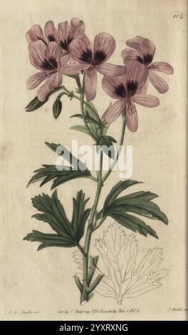 Geraniaceae, London, gedruckt für James Ridgway, Piccadilly, 1820-1830. 19. Jahrhundert, England, Stiche, Geraniaceae, Geranien, Großbritannien, Handmalerei, Bildwerke, eine künstlerische Darstellung einer blühenden Pflanze, die zarte rosa Blüten mit dunklen Mittelmarkierungen zeigt. Die Blüten sind anmutig entlang des Stiels angeordnet, der von üppigen, grünen Blättern begleitet wird, die ein strukturiertes Aussehen aufweisen. Die komplizierten Details erfassen die natürliche Schönheit der Pflanze und betonen die feinen Linien der Blütenblätter und die markante Aderung des Laubs. Diese Komposition hebt die Harmonie von n hervor Stockfoto