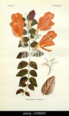 Addisonia, New York, New York Botanical Garden, 1916-1964, Zeitschriften, Bildwerke, Pflanzen, USA, Blumenzeitschriften, Addison Brown Fund, Pflanzen der Neuen Welt, wissenschaftliche Blumenillustrationen, botanische Illustration, Columnea gloriosa, dieses Kunstwerk zeigt eine detaillierte botanische Illustration der Columnea gloriosa Pflanze. Deutlich sichtbar sind leuchtende orange röhrenförmige Blüten, die sich durch ihre langen Blütenblätter und üppig grünen Blätter auszeichnen. Die Komposition umfasst auch ein einzelnes Blatt und eine kleine Blütenknospe, die die einzigartige Struktur und Schönheit der Pflanze hervorheben. Das Arrangement ist emphatisch Stockfoto