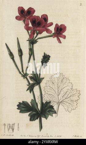 Geraniaceae, London, gedruckt für James Ridgway, Piccadilly, 1820-1830, 19. Jahrhundert, England, Gravuren, Geraniaceae, Geranien, Großbritannien, handgemalte Färbungen, das Bild zeigt eine botanische Illustration, die eine blühende Pflanze mit leuchtenden roten Blüten und markanten gezackten Blättern zeigt. Die Komposition enthält detaillierte Darstellungen sowohl der Blumen als auch des Laubs, die die Feinheiten der Struktur der Pflanze hervorheben. Neben der Hauptabbildung wird eine Skizze des Blattes präsentiert, die die einzigartigen Eigenschaften der Pflanze betont. Außerdem gibt es wissenschaftliche Notizen Stockfoto