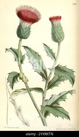 Curtis's Botanical Magazine London, New York Botanical Zeitschriften Bildwerke Curtis, diese Illustration zeigt eine Distelpflanze, die ihre besonderen Eigenschaften zeigt. Die Pflanze steht aufrecht mit zwei markanten Blütenknospen, eine voll entwickelt mit leuchtenden roten Borsten und die andere in einem Knospenstadium mit einem grünlichen Farbton. Die Blätter sind stachelig und tief gezackt, um den Stamm angeordnet, was die Robustheit der Pflanze unterstreicht. Die Hauptdarstellung wird von einer detaillierten Skizze eines einzelnen Blattes und einer Darstellung des Samens der Disteldistel begleitet. Diese botanische Illustration unterstreicht die einzigartige fe Stockfoto