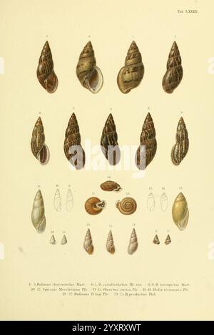 Novitates Conchologicae Cassel T. Fischer 1854-79 Mollusks Pictorial Works, Eine Sammlung verschiedener Meeresschalen, die sorgfältig illustriert wurden, um ihre einzigartigen Formen, Muster und Texturen zu präsentieren. Das Arrangement umfasst eine Vielzahl von Arten, darunter mehrere, die als Referenz durch Nummern gekennzeichnet sind. Jede Hülle weist komplizierte Designs auf, die in Größe und Morphologie variieren und die natürliche Vielfalt der Meeresumwelt hervorheben. Die besonderen Merkmale der einzelnen Exemplare werden eingehend berücksichtigt, so dass eine umfassende Untersuchung ihrer Formen und Merkmale möglich ist. Stockfoto