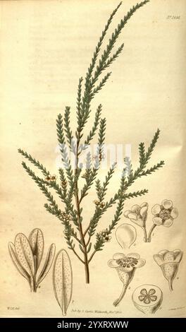 Curtis's Botanical Magazine London New York etc. Botanische Illustration Botanik Zeitschriften Bildwerke Pflanzen ornamental Curtis Australia Baeckea camphorata Triplarina imbricata zeigt die Illustration eine detaillierte botanische Studie einer Pflanzenart mit einem langen Zweig, der mit schlanken, nadelförmigen Blättern verziert ist. Entlang des Zweiges sind kleine Blumenkästen dargestellt, die ihre zarte Struktur und ihre komplizierten Details hervorheben. Um den zentralen Zweig herum zeigen zusätzliche Zeichnungen die charakteristischen Blätter und Blütenformen der Pflanze und bieten einen umfassenden Blick auf ihre Stockfoto
