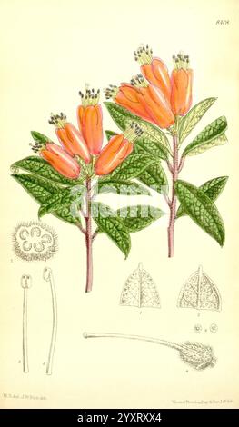 Curtis's Botanical Magazine London New York Botanical Illustration Botany Periodicals Pictorial Works Plants Ornamental Curtis, die Illustration zeigt leuchtende orange röhrenförmige Blüten, die in Gruppen angeordnet sind, umgeben von üppigen grünen Blättern mit komplizierten Adern. Das zentrale Blumenbild wird von detaillierten botanischen Skizzen begleitet: Eine zeigt die verschiedenen strukturellen Komponenten der Blume, einschließlich der Fortpflanzungsteile, während andere Blattstrukturen und zusätzliche Merkmale der Pflanze zeigen. Das Gesamtdesign unterstreicht die natürliche Schönheit und die komplizierten Details des botanischen Themas. Stockfoto