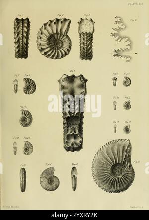 Monografie über die Lias Ammoniten der Britischen Inseln, London, gedruckt für die Palaeontographical Society, 1878-86, Ammonoidea, Großbritannien, Jurassic, Paläontologie, Eine Sammlung komplizierter Illustrationen, die verschiedene fossile Ammoniit- und Kopffüßchen darstellen und verschiedene Formen und Muster zeigen. Die Anordnung umfasst mehrere Ansichten jedes Exemplars mit detaillierter Aufmerksamkeit auf seine einzigartigen Spiralformationen und -Texturen. Die nummerierten Zahlen zeigen verschiedene Arten an, was die Komplexität und Schönheit dieser alten Meeresbewohner unterstreicht und ihre Bedeutung für PAL unterstreicht Stockfoto