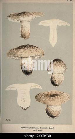 Illustrationen britischer Pilze (Hymenomycetes), die als atlas zum „Handbuch britischer Pilze“ dienen. London, 1881-91. Fungi, Großbritannien, Eine Reihe von illustrierten Darstellungen, die verschiedene Perspektiven des Agaricus (Tricholoma) tigrinus Pilzes zeigen. Die Abbildungen umfassen mehrere Winkel: Eine Seitenansicht, die die charakteristischen Kappen und Kiemen hervorhebt, eine Draufsicht, die die abgerundete Form des Pilzes betont, und verschiedene Ausrichtungen, die die Textur und Details der Oberfläche demonstrieren. Die wissenschaftliche Nomenklatur ist übersichtlich dargestellt, wobei ihre Klassifizierung und die Gesamtzusammensetzung angegeben sind Stockfoto