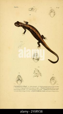 Erpétologie générale, ou, Histoire naturelle complète des Reptiles, Paris, Roret, 1834-1854, Amphibien, Herpetologie, Reptilien, die Illustration zeigt eine detaillierte Darstellung eines Salamanders, hervorgehoben durch seinen langen Körper und charakteristische Markierungen entlang seines Rückens. Die Hauptfigur wird von drei kleineren Abbildungen begleitet, die verschiedene anatomische Merkmale des Salamanders zeigen, einschließlich Ansichten von Kopf und Mund. Jedes Detail wird akribisch gerendert, was Einblicke in die Morphologie der Kreatur gibt. Das Layout vermittelt die ökologischen Eigenschaften der Art und betont ihre si Stockfoto