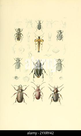 Thesaurus Entomologicus Oxoniensis Oxford bei der Clarendon Press 1874 Insektenidentifikation Entomologie Klassifikation, Eine detaillierte wissenschaftliche Illustration, die verschiedene Arten von Käfern darstellt und deren komplizierte Merkmale und Anatomie zeigt. Die Komposition ist mit mehreren Käfern in der Mitte organisiert, die ihre einzigartigen Farben und Muster hervorheben. Um sie herum befinden sich kleinere Zeichnungen, die verschiedene Aspekte wie Kopf, Beine und andere anatomische Details veranschaulichen und einen umfassenden Überblick über die Biologie des Käferbodens bieten. Die akribische Liebe zum Detail spiegelt die Vielfalt a wider Stockfoto