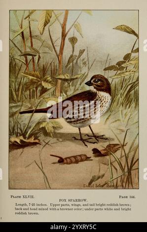 Bird-Life, A Guide to the Study of Our Common Birds, New York, Appleton, 1900, Birds, Pictorial Works, USA, American, Museum, Natural, Geschichte, Spatzen, Passerella iliaca, eine Illustration eines Fuchsspatzes, die seine Besonderheiten und seine lebendige Farbe zeigt. Der Vogel ist auf dem Boden, umgeben von üppiger Vegetation, dargestellt. Die oberen Teile sind mit rötlich-braunen Tönen verziert, während Flügel und Schwanz ebenfalls warme Töne aufweisen. Rücken und Kopf sind in einer Mischung aus Brauntönen gehalten, die sich von den Unterteilen, die weiß und hell rötlich-braun sind, abheben. Diese Abbildung enthält Stockfoto