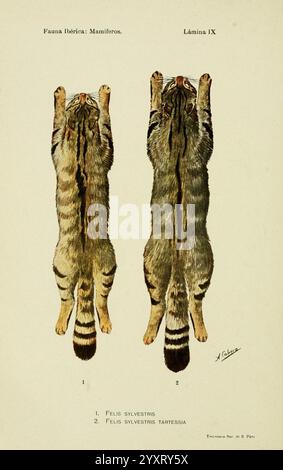 Fauna ibérica mamíferos Madrid Museo Nacional de Ciencias Naturales 1914 Säugetiere Spanien Felis silvestris Taxonomie: Trinomial= Felis silvestris tartessia Wildkatze, die Illustration zeigt zwei detaillierte Darstellungen der Wildkatzenarten, die sie in vertikaler Ausrichtung zeigen. Jede Katze ist neben ihrer wissenschaftlichen Klassifizierung gekennzeichnet: „Felis sylvestris“ für die gewöhnliche Wildkatze und „Felis sylvestris tartessia“ für eine bestimmte Unterart. Die Abbildung betont anatomische Merkmale wie das markante gestreifte Pelzmuster, die Schwanzmarkierungen und die Gesamtstruktur der Tiere. Bot Stockfoto