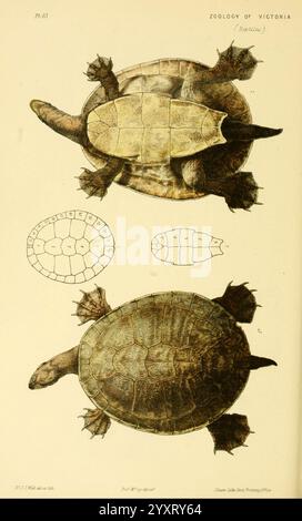 Naturgeschichte von Victoria. Dezember 6-10 Melbourne, J. Ferres, Regierungsdrucker, 1885-90, Australien, Victoria, Zoology, Australien, Chelymys macquaria, Chelymys macquaria, Murray Schildkröte, Murray River, Darling River, Goulburn River, Reptilien, Woods Hole. zeigt die Abbildung eine detaillierte Untersuchung einer Schildkrötenart mit Ansichten von oben auf zwei Exemplaren sowie eine begleitende schematische Darstellung ihrer Muscheln. Die Draufsicht hebt die einzigartigen Muster und Strukturen des Panzers und Plastrons hervor, während die Einsätze zusätzliche Perspektiven bieten, einschließlich eines Schemata Stockfoto