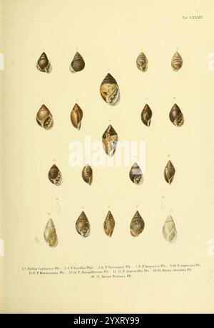 Novitates Conchologicae, Cassel, T. Fischer, 1854-79, Weichtiere, Bildwerke, die Illustration zeigt eine Reihe von detaillierten Darstellungen verschiedener Muschelexemplare. Jede Schale ist mit einer entsprechenden Identifikationsnummer gekennzeichnet und enthält unterschiedliche Merkmale wie Form, Größe und Oberflächentextur. Das Arrangement bietet einen visuellen Vergleich der verschiedenen Arten und zeigt ihre einzigartigen Muster und Farben. Diese Sammlung dient als hilfreiche Referenz für das Verständnis der Vielfalt und Klassifizierung dieser Weichtiere in einem wissenschaftlichen Kontext. Stockfoto