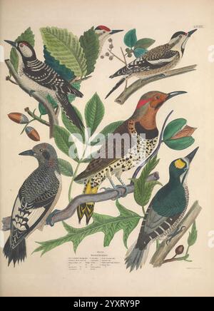 Illustrationen, von, amerikanisch, Ornithologie, Alexander, Wilson und Charles, Lucian, Bonaparte, Edinburgh, Frazer, &, Co, 1835, Birds, Vereinigte Staaten, Nordamerika, Ein Bild, Werke, Eine lebendige Illustration, die sechs verschiedene Arten von Spechten zeigt, jede auf Zweigen, die mit Blättern und Eicheln geschmückt sind. Die Vögel zeigen eine Vielzahl von auffälligen Mustern und Farben, von denen einige mit komplizierten schwarzen und weißen Streifen, leuchtend roten Kronen und charakteristischem gepunktetem Gefieder versehen sind. Der Hintergrund umfasst üppiges Laub, das den natürlichen Lebensraum dieser Vogeltiere betont. Das Bildmaterial Stockfoto