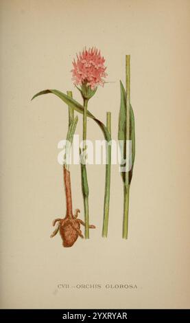 Die Flora der Alpen, London, J. C. Nimmo, 1896-1900, Alps, Floras, Bergpflanzen, Pflanzen, Schweiz, die Illustration zeigt eine botanische Studie der Orchis globosa, die ihre einzigartige Struktur zeigt. Die Blüte der Pflanze ist oben abgebildet, gekennzeichnet durch eine kugelförmige Gruppe rosafarbener Blüten. Unten erstrecken sich die schmalen grünen Blätter senkrecht und bilden den Rahmen für die Komposition. Die Basis zeigt die Wurzelstruktur, die für das Wachstum der Pflanze essentiell ist. Die detailreiche Darstellung hebt die komplizierten Merkmale der Blume, Blätter und Wurzel hervor und vermittelt die zarte Schönheit dieser Orchi Stockfoto