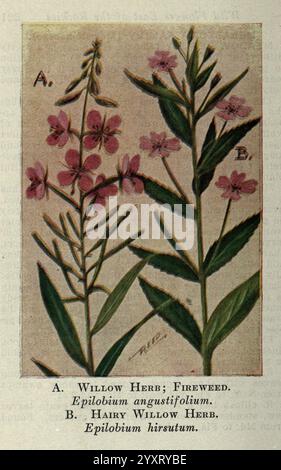 Wilde Blumen östlich der Rockies New York Page 1910 vereinigte staaten, Wildblumen, die Abbildung zeigt zwei unterschiedliche Arten von blühenden Pflanzen. Stockfoto