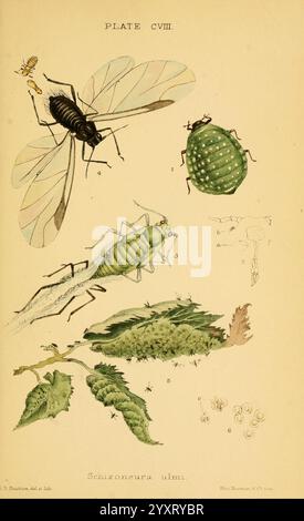 Monographie der britischen Aphides London, 1876-83. Blattläuse, Großbritannien, Hemiptera, Insekten, Eine wissenschaftliche Illustration, die verschiedene Insekten und Pflanzen zeigt, mit einem Schwerpunkt auf Schizoneura ulmi, einer Blattlausart. Das Bild zeigt mehrere beschriftete Exemplare, darunter ein großes schwarzes Insekt mit Flügeln, einen grünen Käfer und mehrere Phasen des Lebenszyklus der Blattlaus. Detaillierte Darstellungen von begleitendem Pflanzenlaub bieten einen Kontext zum Lebensraum und zu den Wechselwirkungen dieser Arten. Jedes Element wird akribisch gerendert, wodurch die Feinheiten ihrer Anatomie und die zarte Natur ihrer en hervorgehoben werden Stockfoto