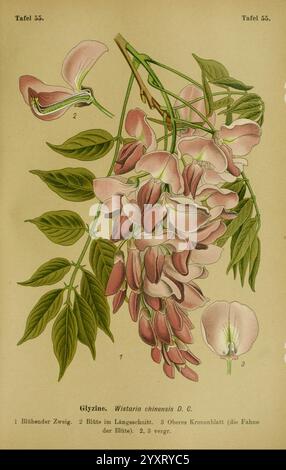 Die, Giftpflanzen, Deutschland, Braunschweig, F. Vieweg, 1910, deutschland, Poisonous, Plants, Eine botanische Illustration mit der Wisteria chinensis, allgemein bekannt als chinesische Glyzinien. Die Abbildung besteht aus verschiedenen Elementen, die mit Zahlen gekennzeichnet sind Stockfoto