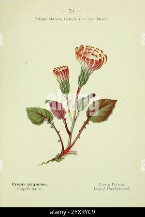 Alpen-Flora, Heidelberg, C. Winter, 1906, Alps, Bergpflanzen, malerische Werke, Eine botanische Illustration mit *Crepis pygmaea*, allgemein bekannt als Zwerghawksbart. Die zarte Blumenkomposition zeigt schlanke Stiele, die Gruppen von hellen, gelben Blüten mit rosa Kanten unterstützen. Jede Blume ist detailreich und spiegelt ihre natürliche Schönheit wider. Die üppig grünen Blätter an der Basis sind breit und leicht gezackt, was den Kontrast zu den leuchtenden Blüten bildet. Diese Darstellung bietet eine klare Darstellung der Eigenschaften der Pflanze und betont die komplizierten Details der Blütenblätter und fo Stockfoto
