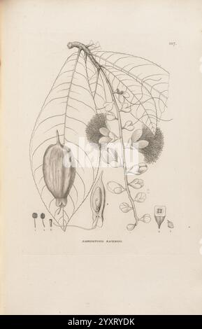 Voyage autour du Monde. Paris, Chez Pillet aîné, 1824?-1844., Eine botanische Illustration, die die detaillierten Merkmale der Pflanzenart Rambutan zeigt. Das Kunstwerk erfasst verschiedene Entwicklungsstadien der Pflanze, darunter eine Gruppe von Früchten, eine längliche Schote und die charakteristischen großen gezackten Blätter. Die komplizierte Linienarbeit betont die Texturen und Formen der Früchte und des Laubs, mit Anmerkungen, die wissenschaftliche Namen und Identifikatoren enthalten, was zu einer lehrreichen und ästhetischen Darstellung dieser tropischen Art beiträgt. Stockfoto