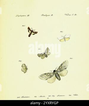 Hübner's papilio s.l. s.n. 1796-1841 Lepidoptera, diese Illustration zeigt eine Vielzahl von Falter und Schmetterlingen, die ihre komplizierten Muster und Flügelstrukturen zeigen. Die Proben sind mit spezifischen Identifikationsnummern gekennzeichnet, die ihre Klassifizierung innerhalb der Lepidoptera-Verordnung angeben. Bemerkenswerte Beispiele sind eine markante Motte mit ausladenden Flügeln und detaillierten Markierungen sowie kleinere Schmetterlinge mit zarten, verzierten Mustern. Der untere Teil der Abbildung enthält handschriftliche Anmerkungen, die möglicherweise den Ursprung und das Datum der Sammlung beschreiben und die wissenschaftliche Natur betonen Stockfoto