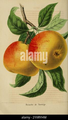 Belgique Horticole Liége Botany Horticulture Periodicals Plants, Eine detaillierte Darstellung von zwei Reifen Reinette de Norvège Äpfeln, die ihre leuchtend gelbe Haut mit einem roten Rot unterstreichen. Die Früchte werden von üppig grünen Blättern begleitet, die ihre natürliche Frische betonen. Die Komposition betont die glatte Textur und die sanfte Krümmung der Äpfel, was ein Gefühl von Ernte und Fülle weckt. Stockfoto