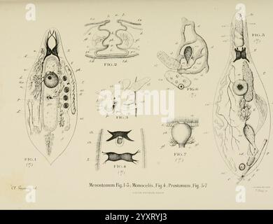 Atlas d'Anatomie comparée des invertébrés, Paris, doin, 1890, Anatomie, Würmer, Arthropoden, Wirbellose, Weichtiere, Cnidaria, echinodermata, Ctenophora, Protozoen, Mesozoen, anatomisch vergleichende diese Illustration zeigt eine Reihe detaillierter wissenschaftlicher Zeichnungen, die verschiedene Strukturen von Turbellaren zeigen, insbesondere die Rhabdoceles. Es enthält beschriftete Diagramme, die anatomische Merkmale wie Verdauungssystem, Fortpflanzungsorgane und charakteristische morphologische Merkmale darstellen. Jede Figur wird akribisch gerendert und bietet Einblicke in die Biologie und Anatomie von Stockfoto