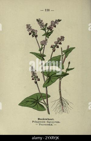 Wayside and Woodland Blossoms London F. warne 1895 Great Britain Wildflowers Identification Botany Fagopyrum esculentum, die Abbildung zeigt eine detaillierte botanische Darstellung von Buchweizen, wissenschaftlich bekannt als Polygonum fagopyrum. Die Pflanze ist in ihrer Gesamtheit zu sehen und zeigt schlanke Stiele, die mit kleinen, geclusterten Blüten verziert sind, die detailreich sind. Die Blätter sind breit, herzförmig und lebendig und weisen eine satte grüne Farbe auf. Unten sind die Wurzeln sichtbar und stellen eine Verbindung zum Boden her. Diese visuelle Darstellung hebt nicht nur die ästhetischen Eigenschaften der Pflanze hervor, sondern auch alle Stockfoto