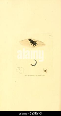 The British miscellany, London, gedruckt von R. Taylor & Co, und verkauft vom Autor J. Sowerby von White, Johnson, Symonds und allen anderen Buchhändlern, 1806, Großbritannien, Bildwerke, Zoologie, James Sowerby, James Sowerby, Großbritannien, die Illustration zeigt eine detaillierte Untersuchung verschiedener Insekten, die eine prominente Zikada in der Mitte zeigt, die mit komplizierten Linienarbeiten erfasst wurde, um ihre Anatomie zu betonen. Die Zikada umgibt kleinere Darstellungen verschiedener Lebensstadien oder Insektenarten, darunter eine Larvenform und eine stilisierte Darstellung einer anderen Kreatur. Jedes Element ist akribisch Stockfoto