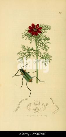 Britische Entomologie v2 London, gedruckt für den Autor 1823-40, Botanik, Großbritannien, Insekten, Bildwerke, John Curtis, Malachius bipinosus, Malachius marginellus, Adonis autumnalis, Arthropoda, Arthropod, Adonis annua, Fasanenauge, Blumen, Dailysciart, blendende Vielfalt: Ein leuchtend grüner Käfer ist in unmittelbarer Nähe einer markanten roten Blume auf einem schlanken, grünen Stiel abgebildet. Die Blume mit zarten Blütenblättern und einem zentralen Staubbeutel zeigt die komplizierte Schönheit der Natur. Unterhalb des Hauptbilds zeigen eine Reihe von illustrativen Zeichnungen verschiedene anatomische Merkmale o Stockfoto