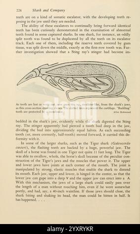 Shadows in the Sea Philadelphia, Chilton Books 1963 Shark Woods Hole Tiger Shark Chondrichthyes Galeocerdo cuvier zeigt eine anatomische Untersuchung des Kiefers eines Haifischs, insbesondere der einzigartigen Struktur seiner Zähne und der Mechanik seines Fütterungsprozesses. Detaillierte Etiketten heben verschiedene Komponenten hervor, darunter die rollstuhlartige Anordnung der Zähne und die Anpassung des Stachelrochen, wodurch evolutionäre Beziehungen betont werden. Die Zeichnung dient dazu, zu erklären, wie diese Anpassungen es verschiedenen Arten ermöglichen, ihre Beute effektiv zu fangen und zu verarbeiten, und zeigt t Stockfoto