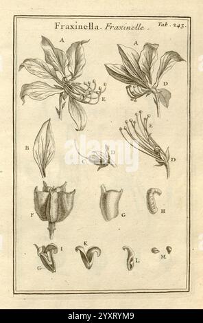 Joseph Pitton de Tournefort, Institutiones rei herbariae, Parisiis, E Typographia Regia, 1700-[1703], Botanik, prälinneanische Werke, Eine detaillierte botanische Illustration der Fraxinella-Pflanze. Die Zusammensetzung umfasst verschiedene beschriftete Teile Stockfoto