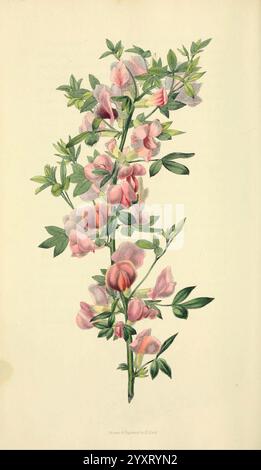 Flora, Conspicua, London, Longman, Rees, Orme, Braun und Grün, 1826, England, Blumen, Pictorial Works, Plants, Ornamental, The New York Botanical Garden, William Clark, Cytisus purpureus, Eine delikate botanische Illustration, die einen Zweig mit Blütenbündeln zeigt. Die Blüten zeigen verschiedene sanfte Rosa-Töne, mit komplizierten Details auf den Blütenblättern und den umliegenden Blättern. Das Laub ist üppig und grün, ergänzt die Blüten und schafft ein harmonisches Gleichgewicht. Dieses Kunstwerk hebt die Schönheit der Natur hervor und betont die komplizierten Muster, die in der Flora zu finden sind. Die Gesamtzusammensetzung Stockfoto