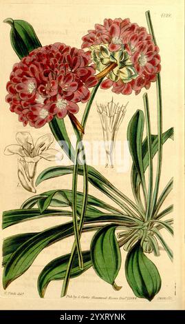 Curtis's Botanical Magazine London New York Botanical Illustration Botany Periodicals Pictorial Works Plants Ornamental Curtis, die Illustration zeigt eine lebhafte Ansammlung roter blühender Pflanzen, die für ihre üppigen und komplizierten Blütenblätter bekannt sind. Jede Blüte zeigt eine reiche Vielfalt an Farben, vor allem tiefrot mit Anklängen heller Töne. Um die zentralen Blüten herum sind längliche grüne Blätter, die einen auffälligen Kontrast zu den satten Rottönen bilden. Im Hintergrund sind subtile Details einer kleineren Blütenform enthalten, die eine vereinfachte Darstellung einer anderen Art zu sein scheint. Das o Stockfoto